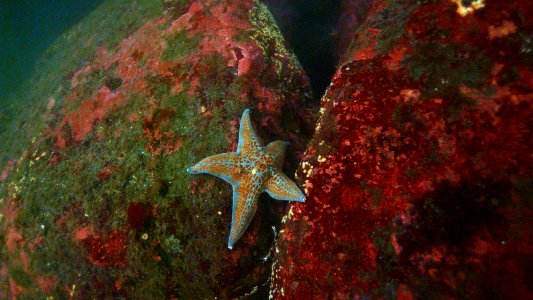 OCNMS Leather Star