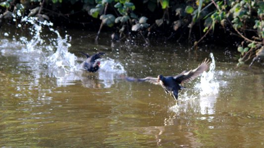 Moorhen Chick 04 photo