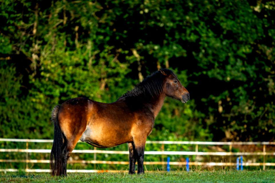 Ponies in Silverdale photo