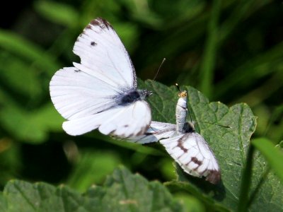 Dancing Whites. photo