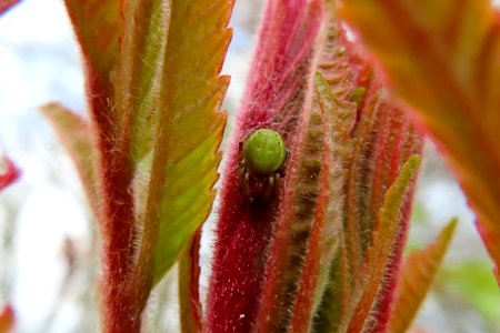 Green Spider.