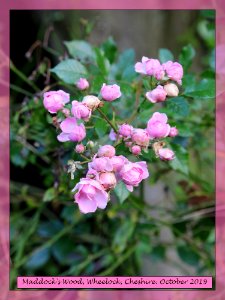 Maddocks Woood Roses.