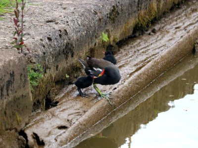 Moorhens' Feeding Time photo