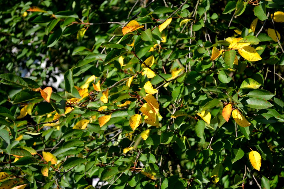 in the garden