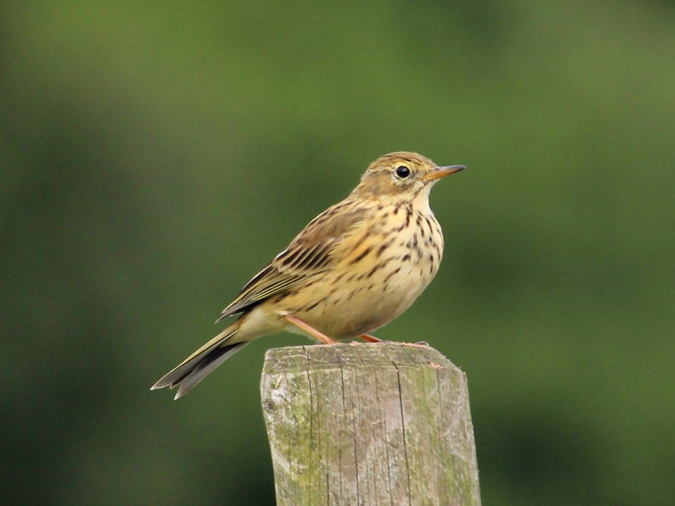 Probably Anthus pratensis