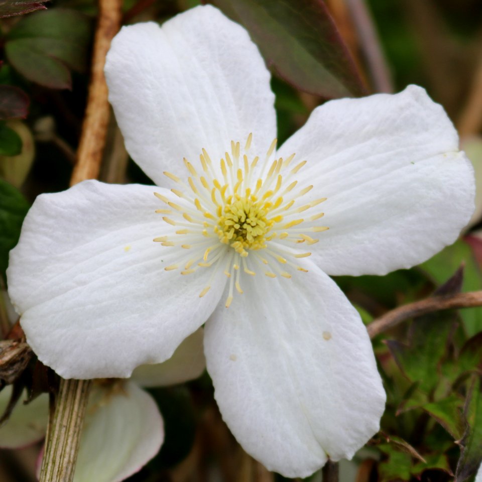 Clematis