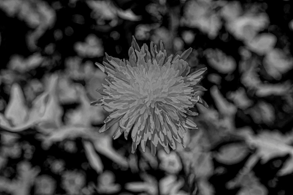 impasto bw