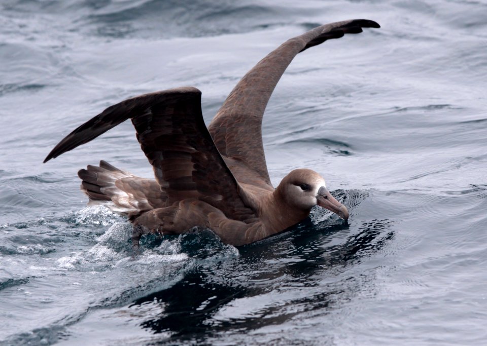 CBNMS - Black Footed Albatross