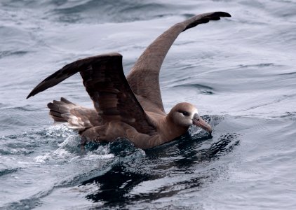 CBNMS - Black Footed Albatross photo