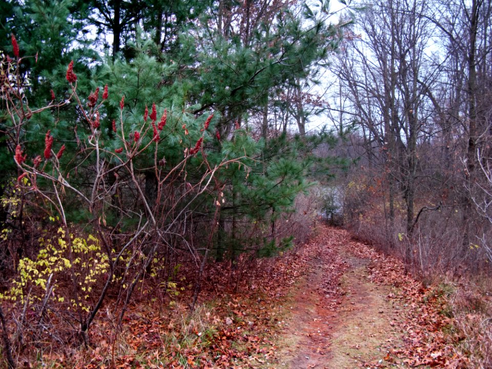baldmountain 2652