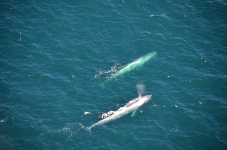 CINMS - BlueWhales photo