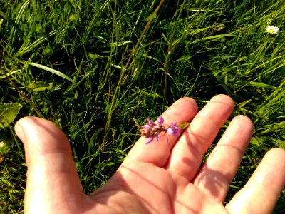 A Dactylorhiza fuchsii photo