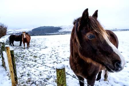 Chilly Horses