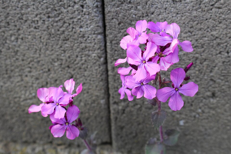 Purple flower blossom bloom