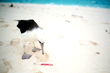 PMNM - Laysan Albatross 2016 Cleanup