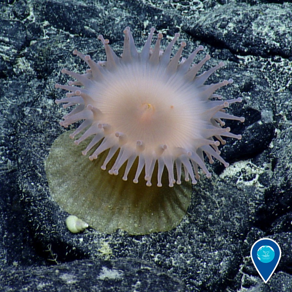 PMNM anemone and sea snail