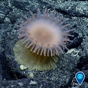 PMNM anemone and sea snail photo