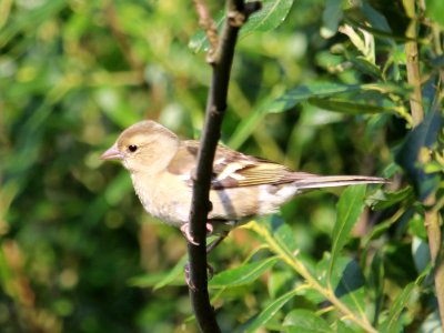 Young Female Chaffinch