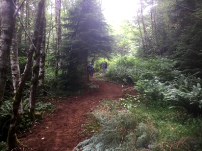 East Fork Lewis River Trail - 7-7-16
