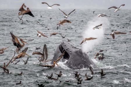 MBNMS humpback whale surrounded by seabirds photo