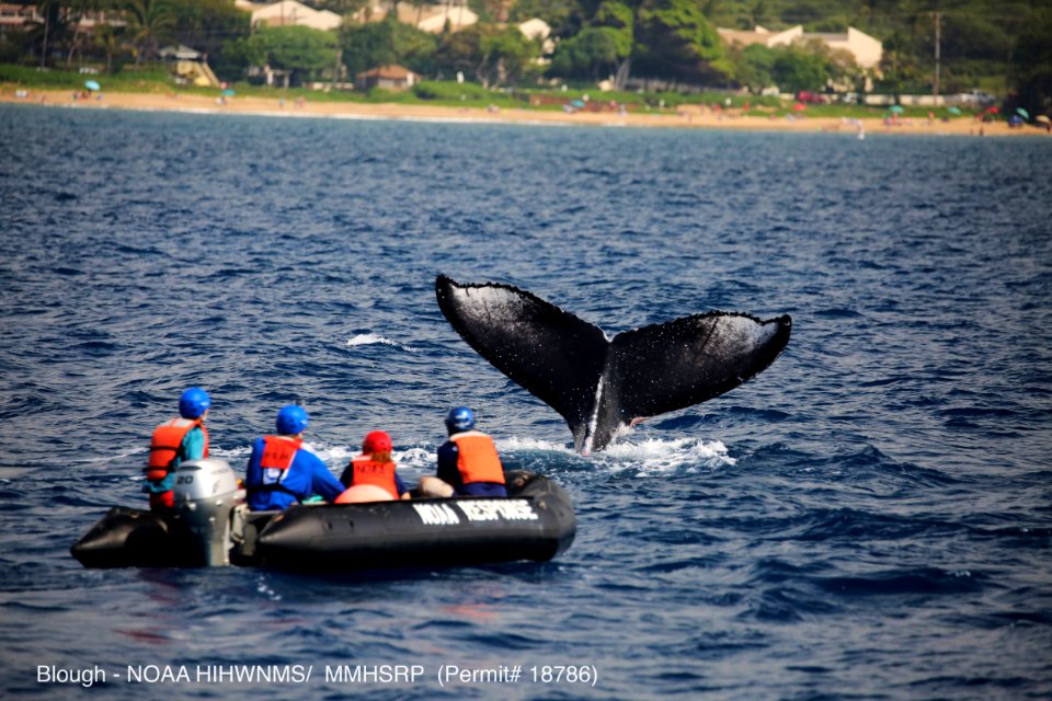 HIHWNMS -- Whale Entanglement Team