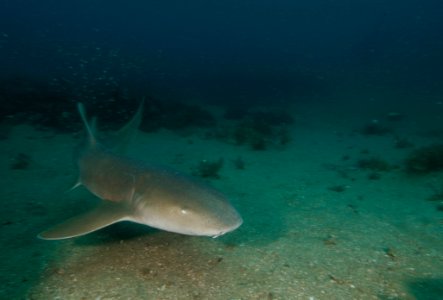 FGBNMS - nurse shark photo