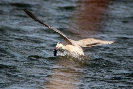 Gulls 02 photo