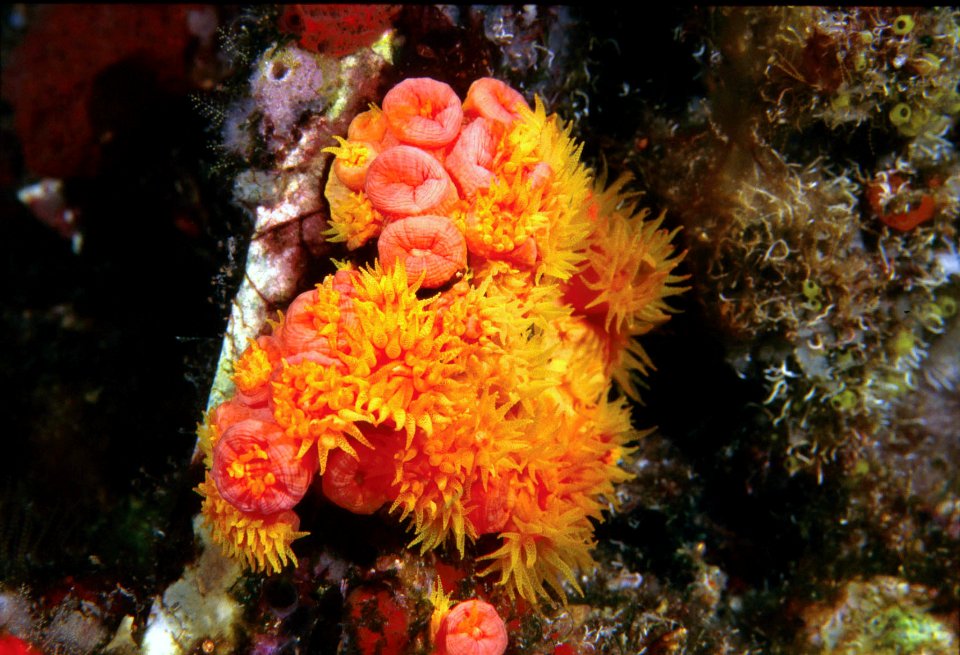 FGBNMS orange cup coral