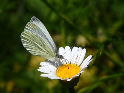 Insect pieris brassicae