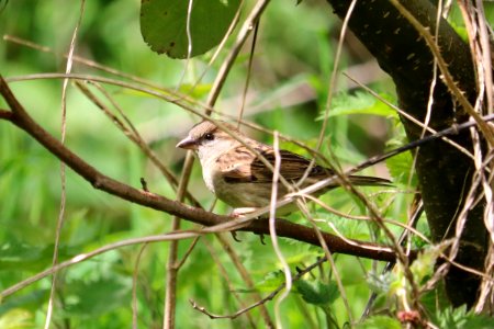 House Sparrow