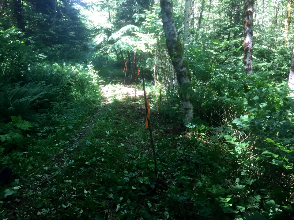 East fork Lewis River Trail