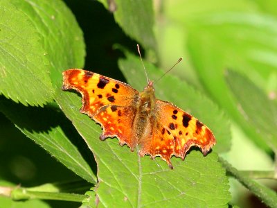 Comma photo