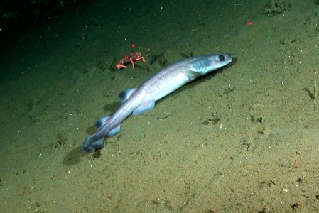 MBNMS Cat shark photo