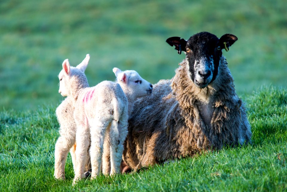 Family