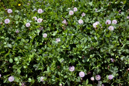 Dandelions and alfalfa