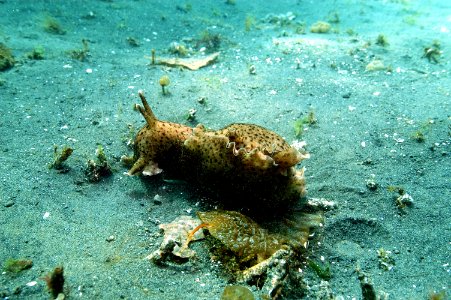 CINMS Sea slug photo