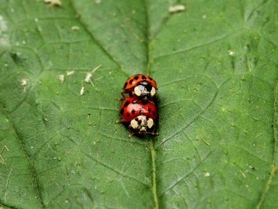 Ladybirds photo