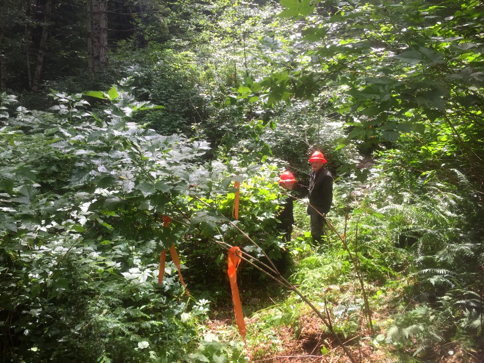 East Fork Lewis River Trail - 7-7-16