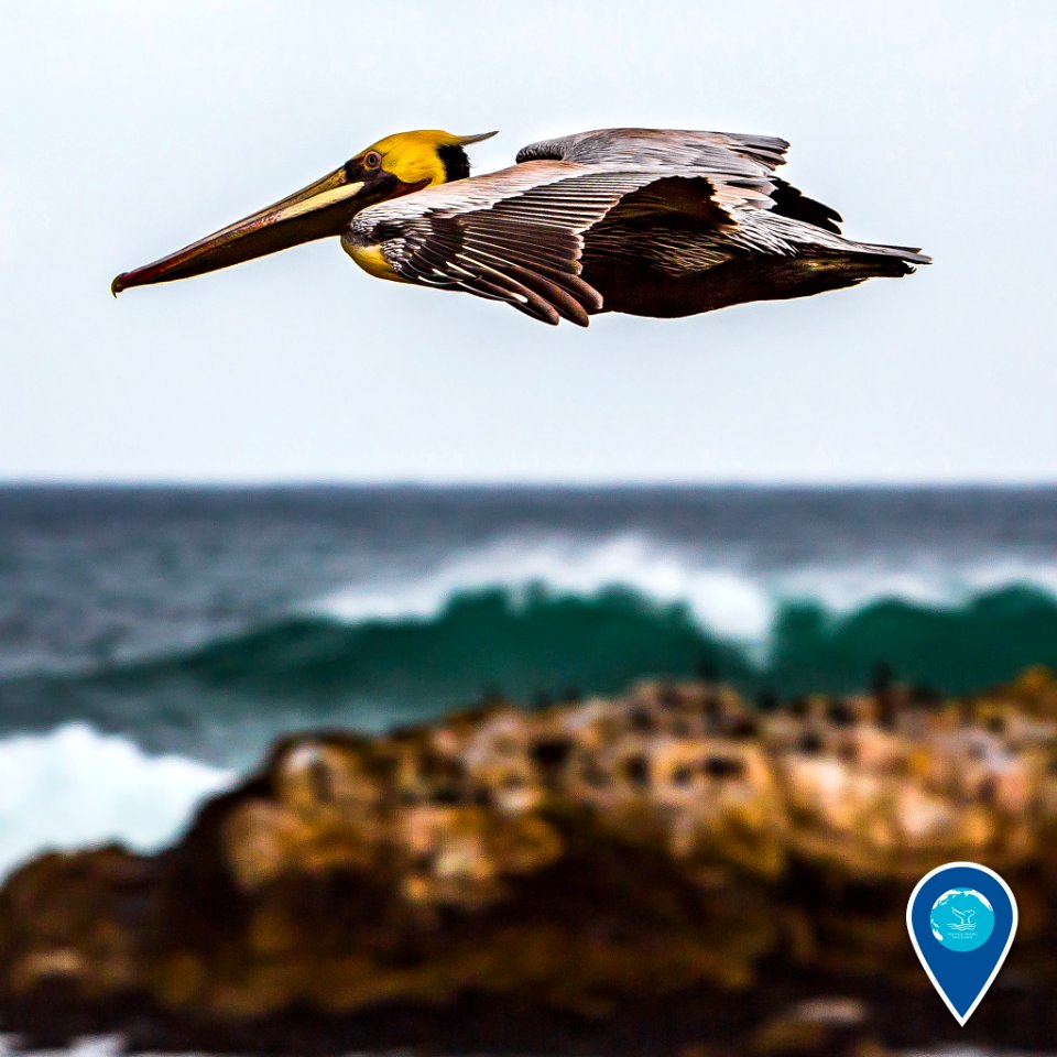 MBNMS pelican flying