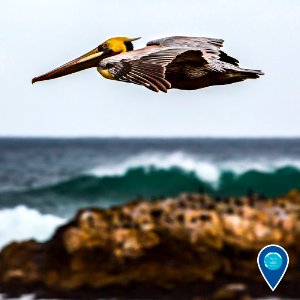 MBNMS pelican flying photo