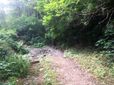 East Fork Lewis River Trail - 7-7-16