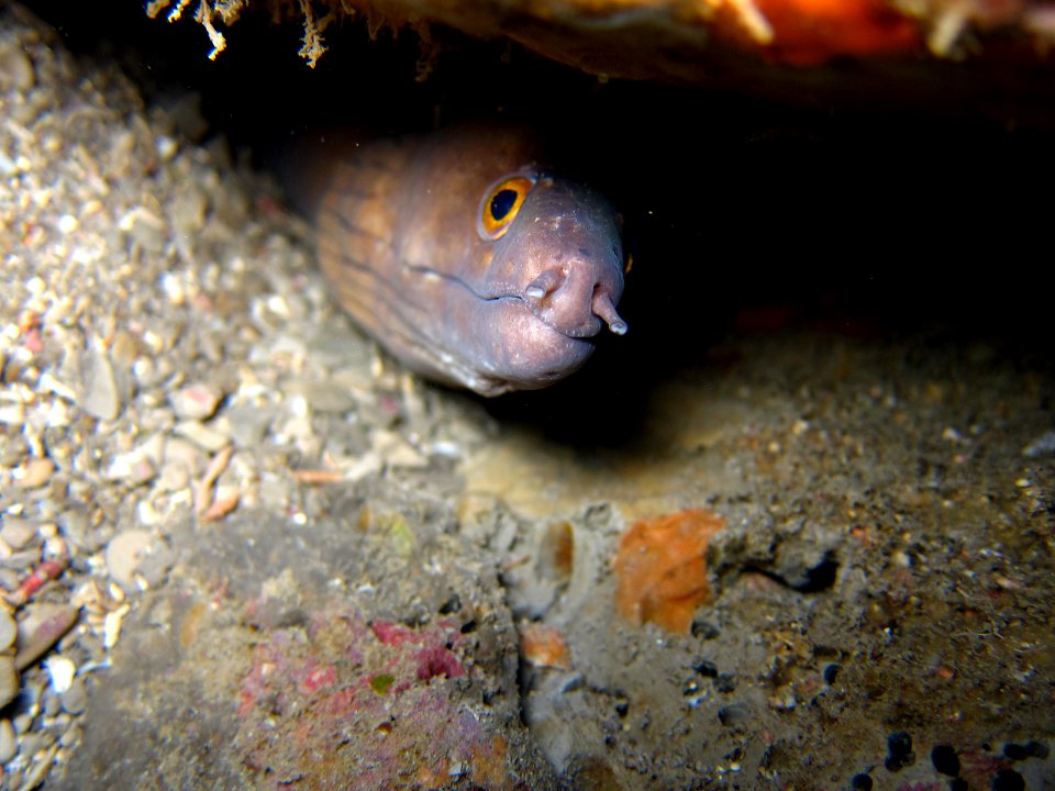 FGBNMS purplemouth moray eel