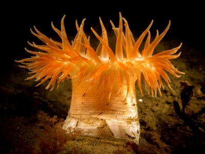 OCNMS orange anemone photo