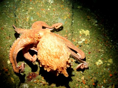 GFNMS - giant pacific octopus - Rittenberg Bank photo