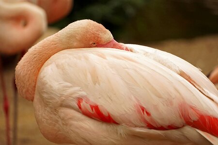 Close up pink water bird