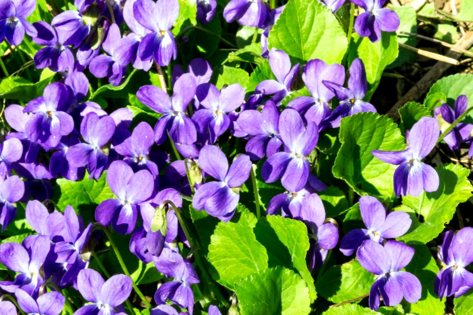 spring