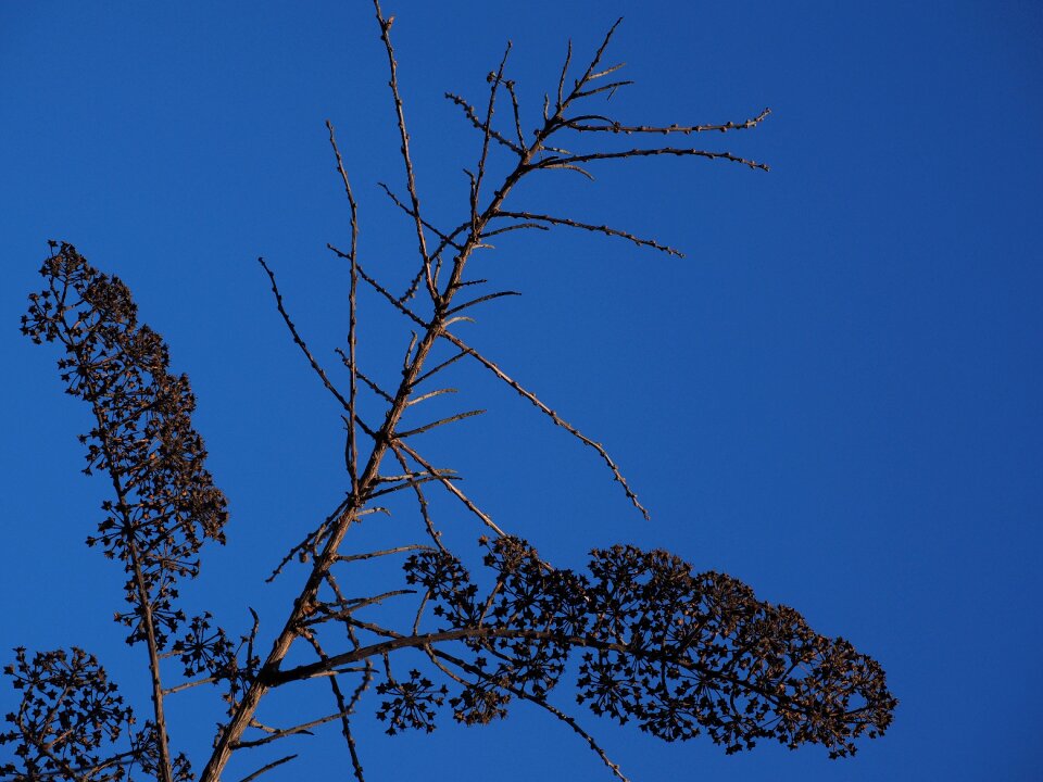 Dry spierstrauch spiraea arguta