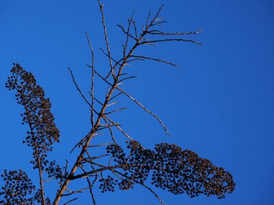 Dry spierstrauch spiraea arguta
