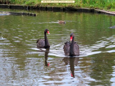 Black Swans
