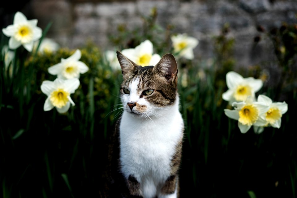 The Church Cat of Kirkby